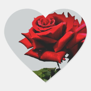 Rote Rose Blossom Blume Geburtstag Feiertage Veran Herz-Aufkleber