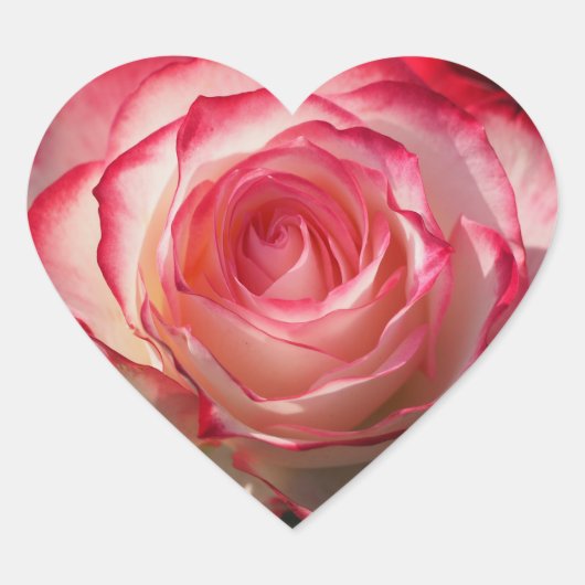 Rote Rose blühen Herz-Aufkleber (Vorderseite)