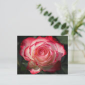 Rote Rose blühen Postkarte (Stehend Vorderseite)