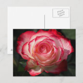 Rote Rose blühen Postkarte (Vorne/Hinten)