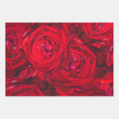 Rote Rose blüht mit Abtropfen - Fotografie Geschenkpapier Set (Vorderseite)