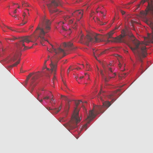 Rote Rose blüht mit Abtropfen - Fotografie Seidenpapier (Ausschnitt)