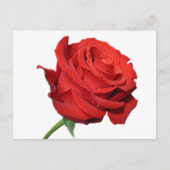 Rote Rose Blume Blank Schwarze Post Card Postkarte (Vorderseite)