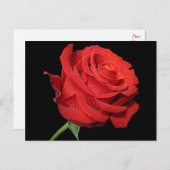 Rote Rose Blume Blankschwarz Postkarte (Vorne/Hinten)