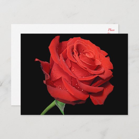 Rote Rose Blume Blankschwarz Postkarte (Vorne/Hinten)