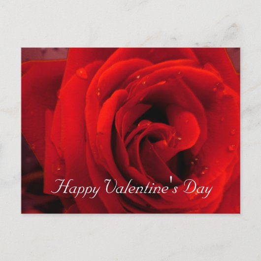 Rote Rose Blume Feiertagspostkarte (Vorderseite)