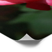 Rote Rose Blume Kunstdrucken Rose Garten Poster (Ecke)