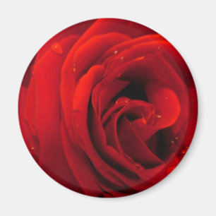 Rote Rose Blume Magnet