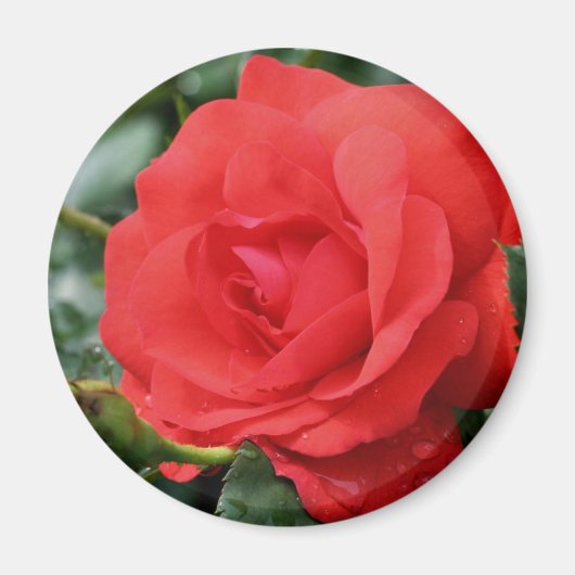 Rote Rose Blume Magnet (Vorne)