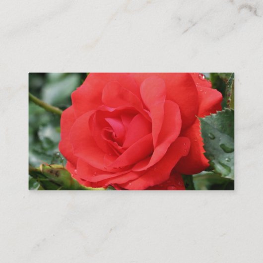 rote Rose Blume - Natureprofil-Visitenkarte Visitenkarte (Rückseite)