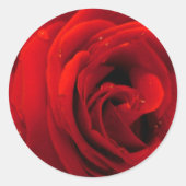 Rote Rose Blume Runder Aufkleber (Vorderseite)