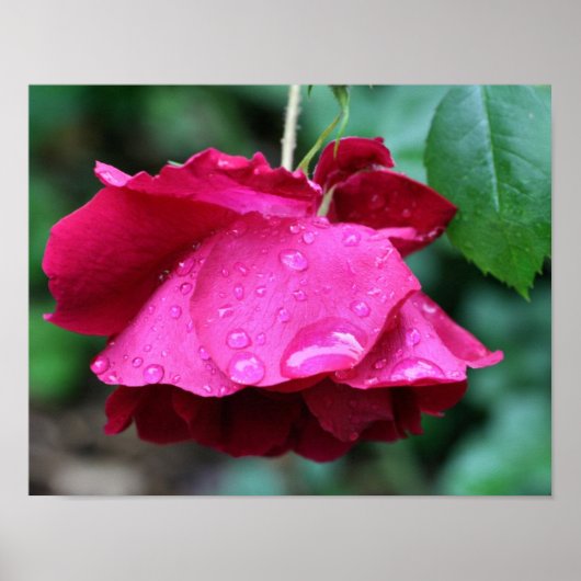 Rote Rose Blume und Seile Poster (Vorne)