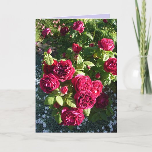 Rote Rose Blume Vintage Rose Karte (Vorderseite)