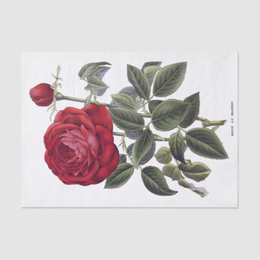 Rote Rose Blumen10" X 15" Seidenpapier (Vorderseite)