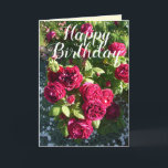 Rote Rose Blumengarten Blumengarten Rose Geburtsta Karte<br><div class="desc">Rote Rose Blumengarten Blumengarten Blume Herzlichen Glückwunsch Geburtstagskarte. Entworfen aus einem meiner ursprünglichen Blumengartenfotos & meine ursprüngliche Schrift, genießen Sie!</div>