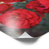 Rote Rose Blüten - Blumenbilder Fotodruck (Ecke)