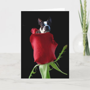 rote Rose Boston Terrier Grußkarte Karte