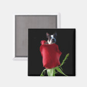 Rote Rose Boston Terrier Magnet (Vorderseite/Rückseite)