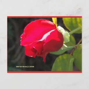 Rote Rose Bud   Blue Beach Song™ Postkarte