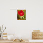 Rote Rose Bud Fotografy Art Print Poster (Küche)