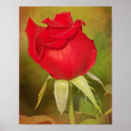 Rote Rose Bud Fotografy Art Print Poster (Vorne)