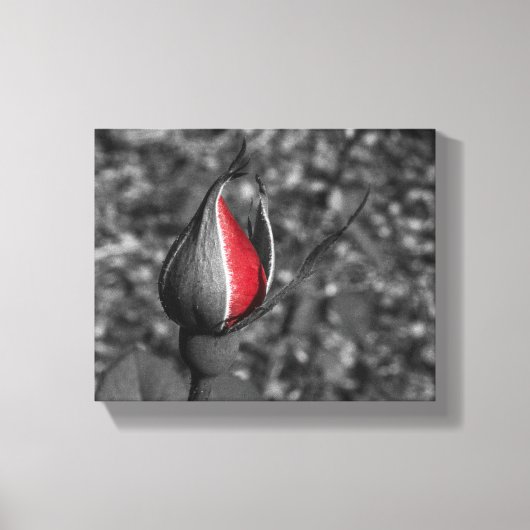 Rote Rose Bud Leinwand (Vorderseite)