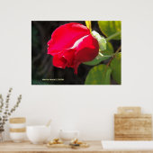 Rote Rose Bud Poster (Küche)