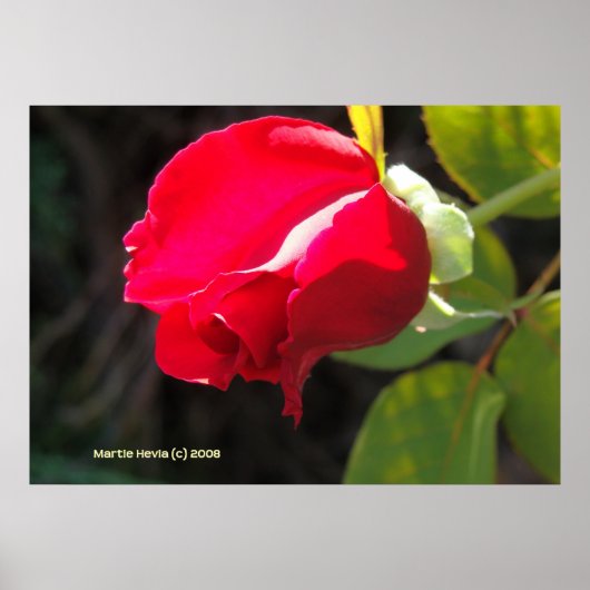 Rote Rose Bud Poster (Vorne)