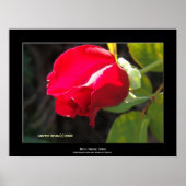 "Rote Rose Bud" Poster (Vorne)
