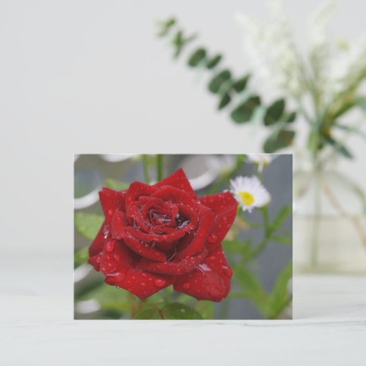 Rote Rose Bud Postkarte (Stehend Vorderseite)