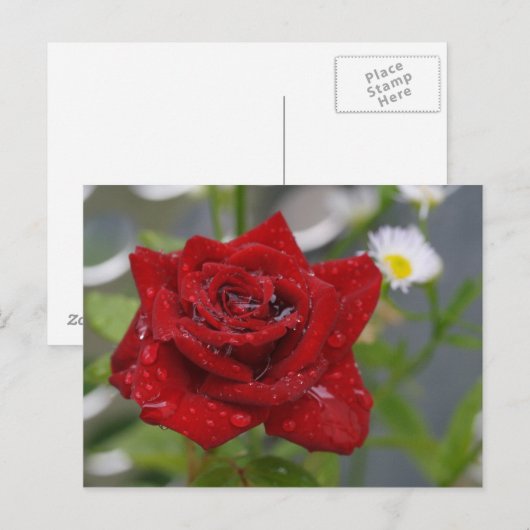 Rote Rose Bud Postkarte (Vorne/Hinten)