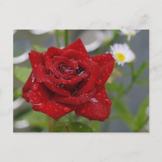 Rote Rose Bud Postkarte (Vorderseite)