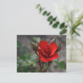 Rote Rose Bud Postkarte (Stehend Vorderseite)