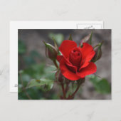 Rote Rose Bud Postkarte (Vorne/Hinten)