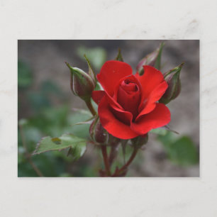 Rote Rose Bud Postkarte