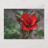 Rote Rose Bud Postkarte (Vorderseite)
