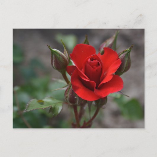 Rote Rose Bud Postkarte (Vorderseite)