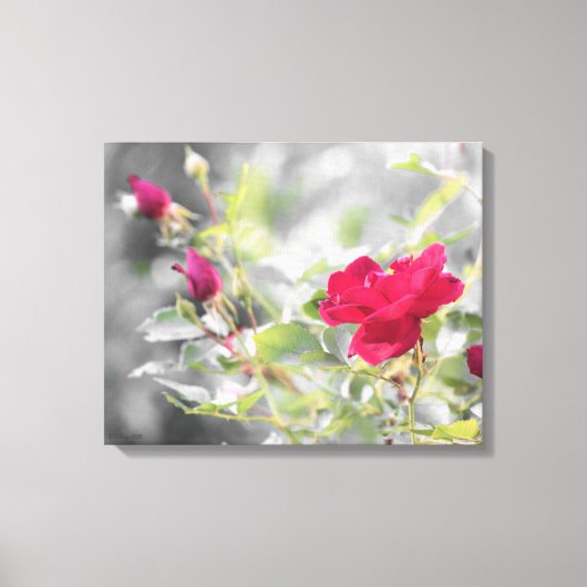 Rote Rose Bush Stretched Canvas Print Leinwanddruck (Vorderseite)