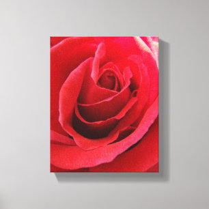 Rote Rose Canvas Print Leinwanddruck