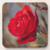 Rote Rose Cork Untersetzer (Vorderseite)