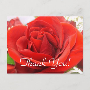 Rote Rose Danke! Postkarte
