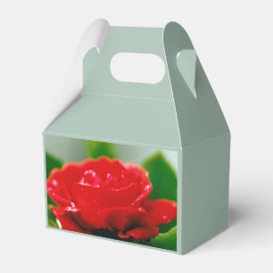 Rote Rose der Leidenschaft bedeckt mit Tautropfen  Geschenkschachtel