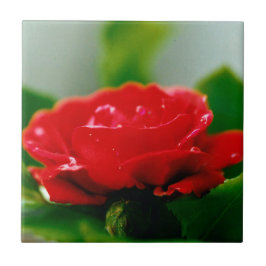 Rote Rose der Leidenschaft mit Taubstropfen Fliese