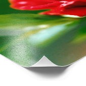 Rote Rose der Leidenschaft mit Taubstropfen Fotodruck (Ecke)