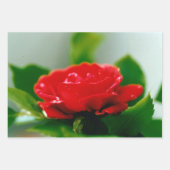 Rote Rose der Leidenschaft mit Taubstropfen Geschenkpapier Set (Vorderseite)