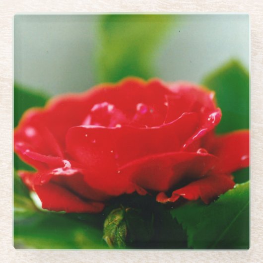 Rote Rose der Leidenschaft mit Taubstropfen Glasuntersetzer (Vorderseite)