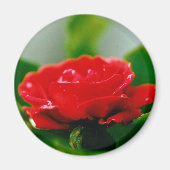 Rote Rose der Leidenschaft mit Taubstropfen Magnet (Vorne)
