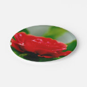 Rote Rose der Leidenschaft mit Taubstropfen Pappteller (Schrägansicht)