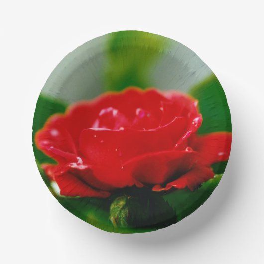 Rote Rose der Leidenschaft mit Taubstropfen Pappteller (Vorderseite)