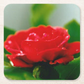 Rote Rose der Leidenschaft mit Taubstropfen Rechteckiger Pappuntersetzer (Vorderseite)